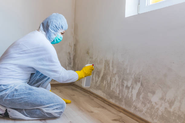 Licensed Mold Cleanup service in Martinsville, NJ - WQB Mold Removal