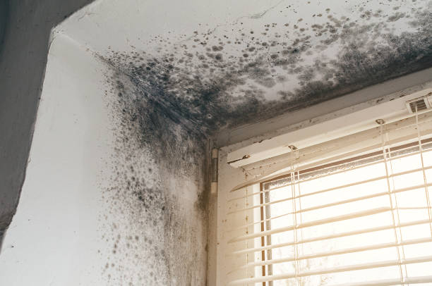 Affordable Mold Cleanup solutions in Martinsville, NJ